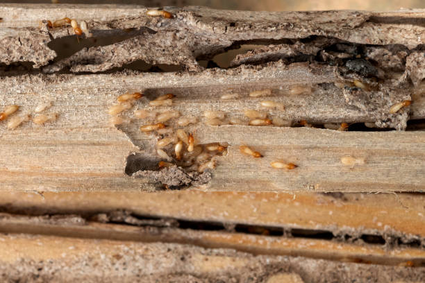 Best Pest Control Treatment  in South Brooksville, FL
